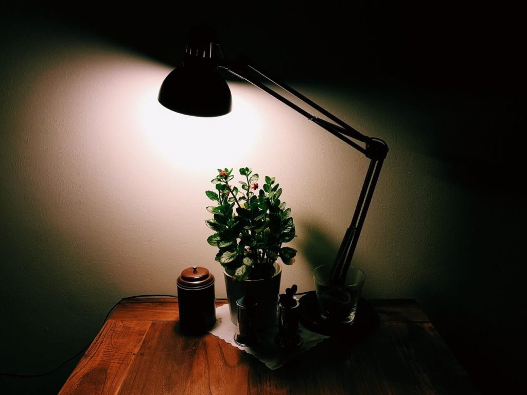 a plant on a table