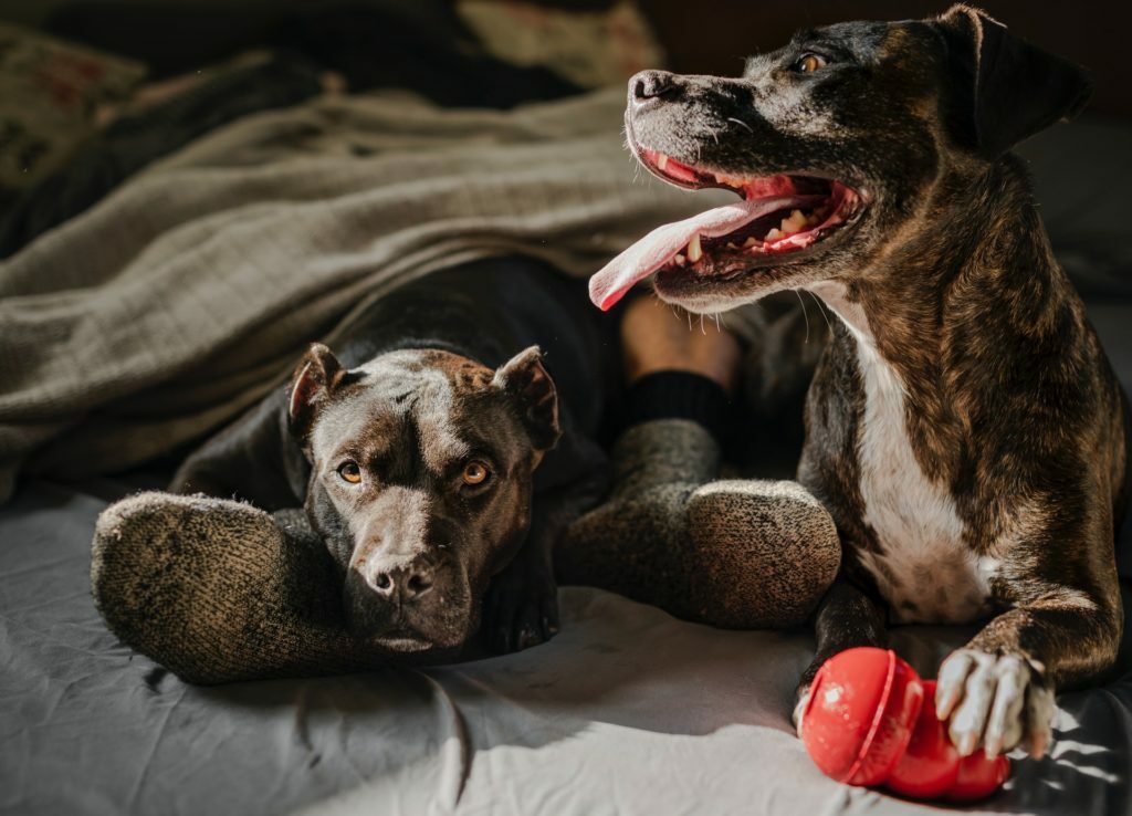 a dog and a cat lying on a bed