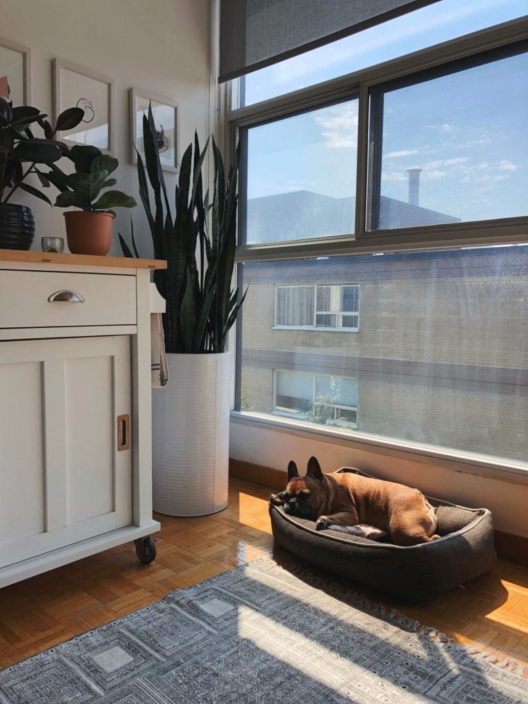 a dog and cat sleeping in a bowl on a rug in front of a window