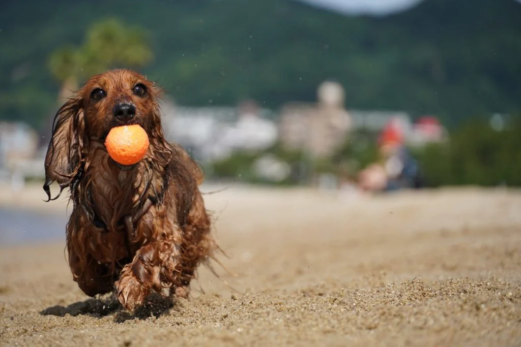a dog sitting on the ground with a ball in its mouth